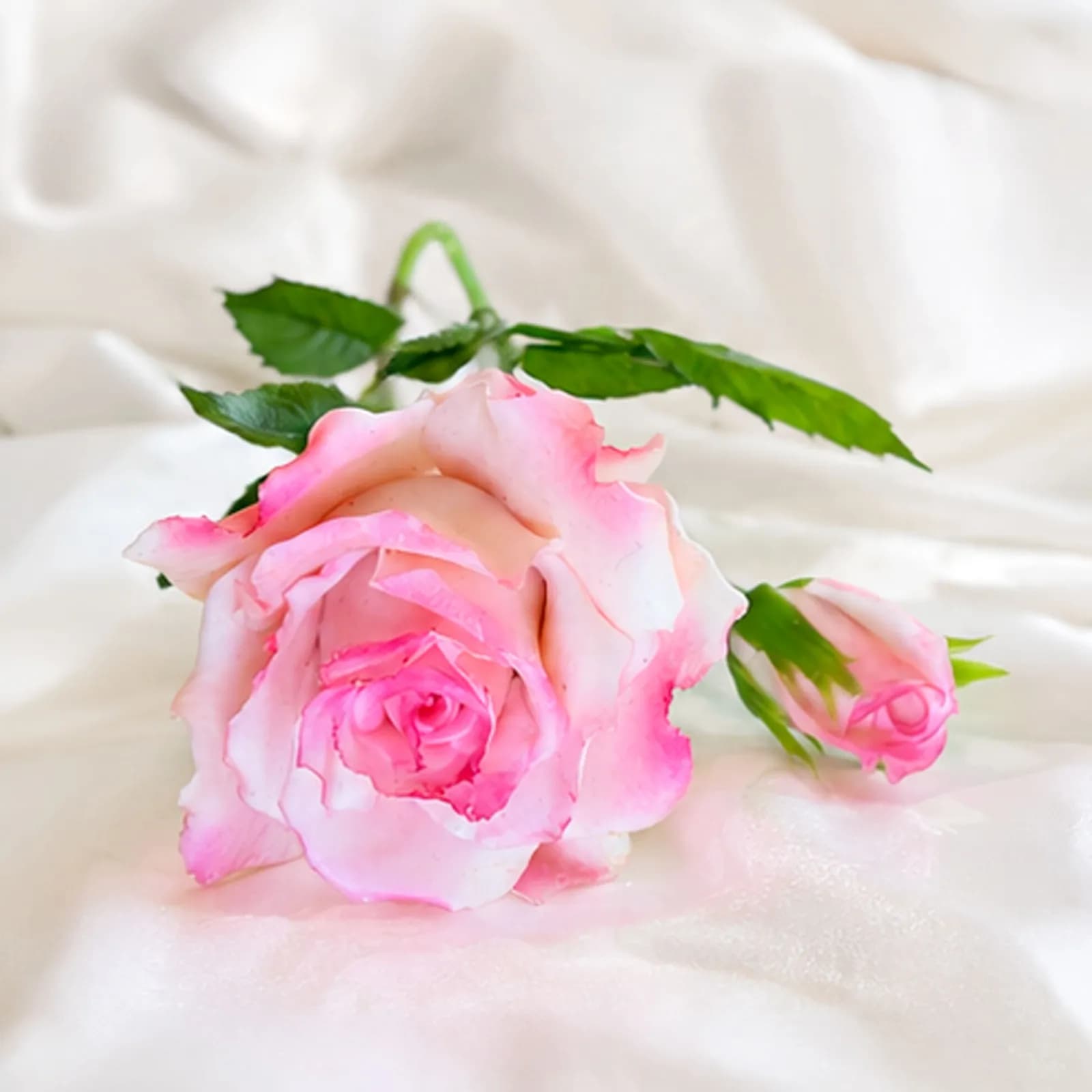 Pink Rose (Two Stems)