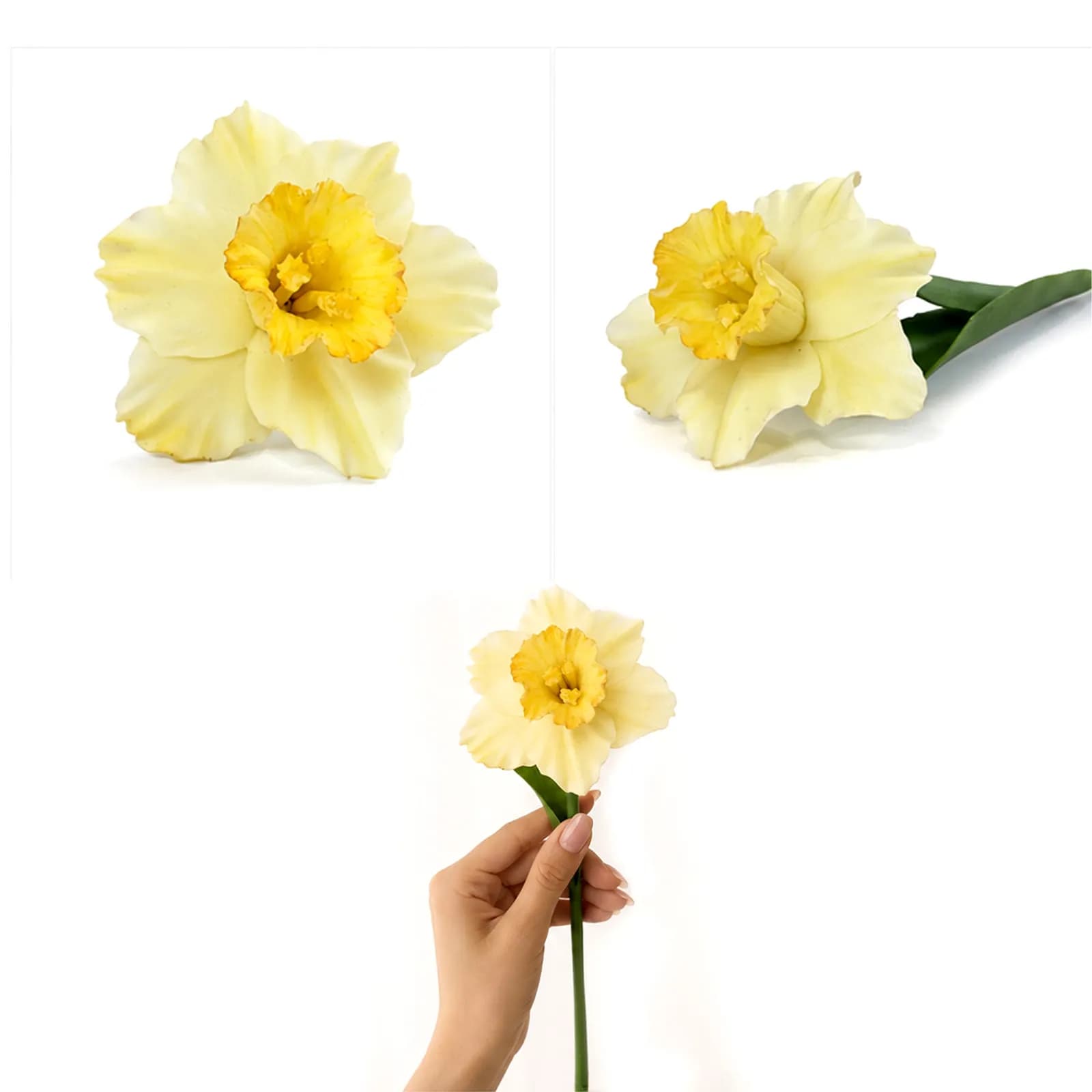 Large Daffodil Stem